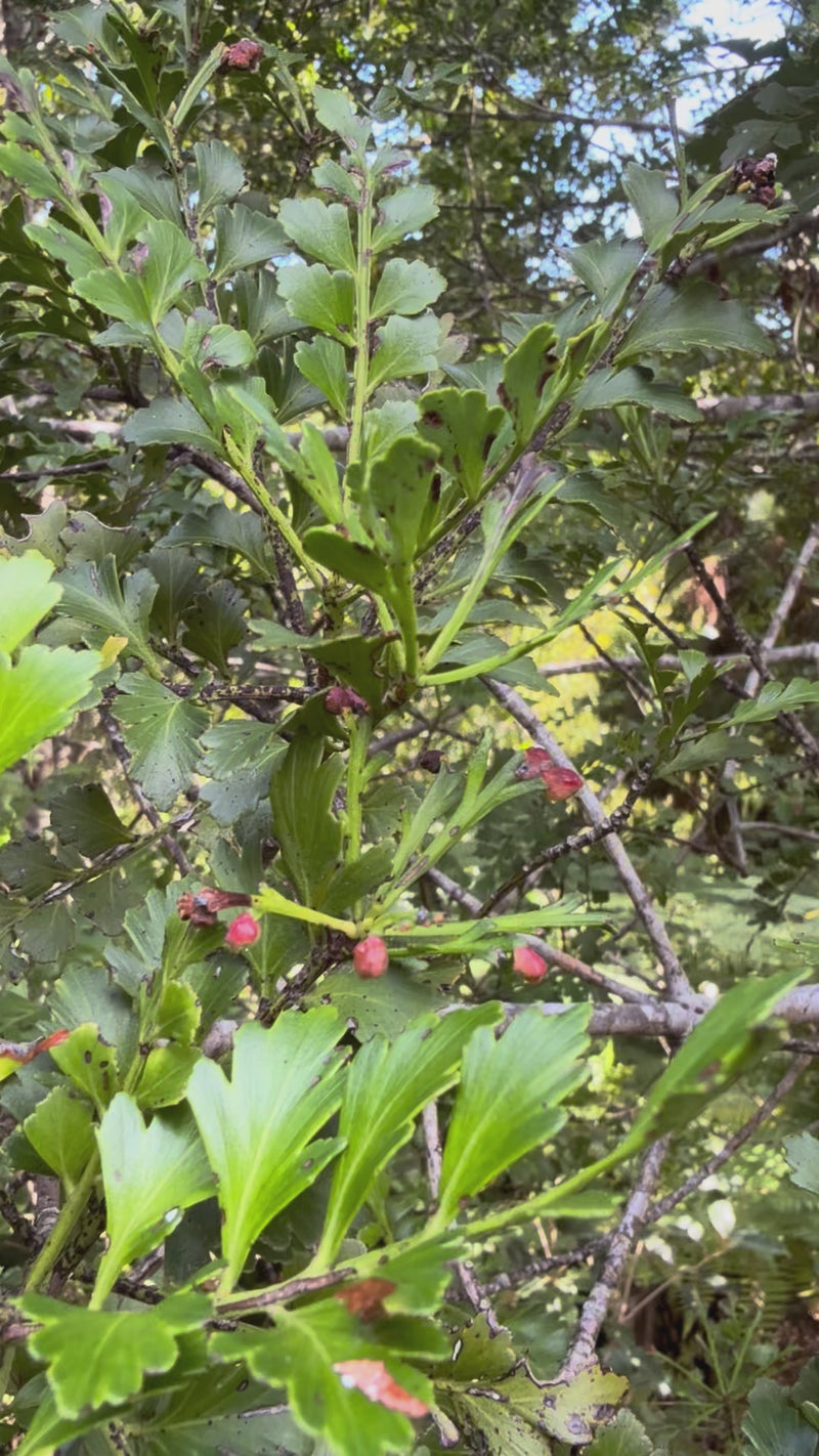 Tanekaha growing in the New Zealand bush