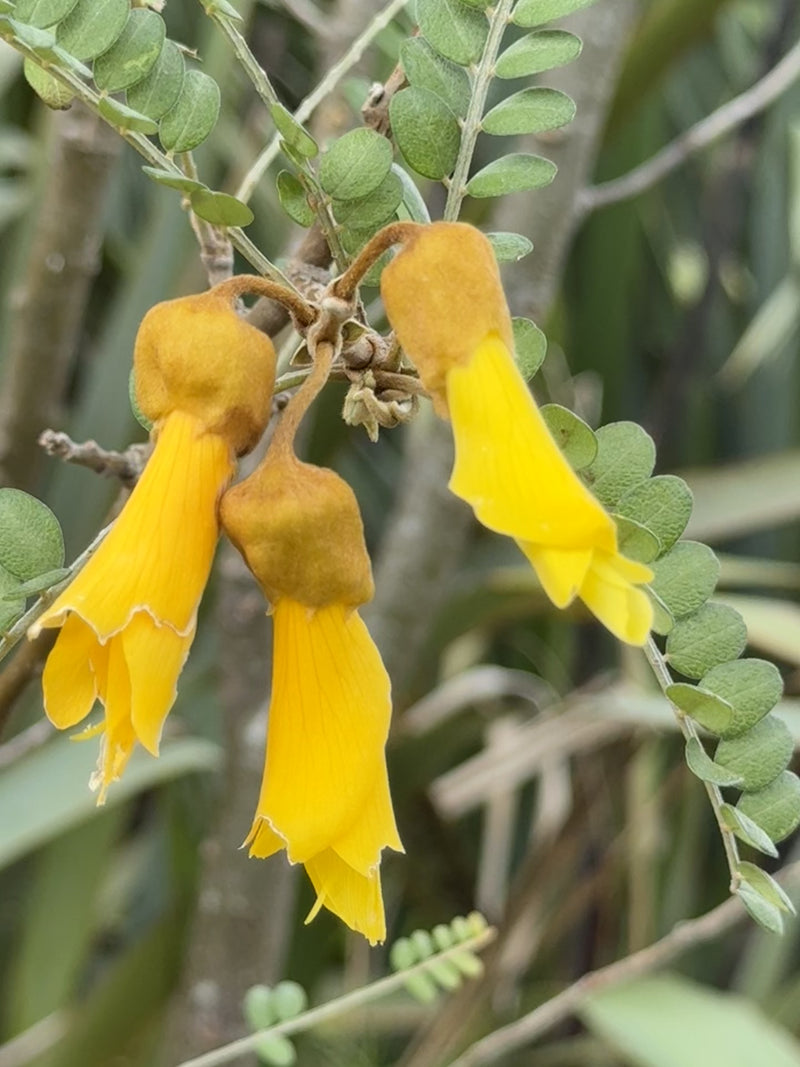 Kowhai growing in the New Zealand bush
