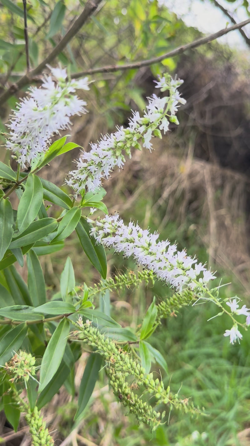 Koromiko growing in the New Zealand bush
