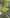 Mahoe (Melicytus ramiflorus) growing in New Zealand, video