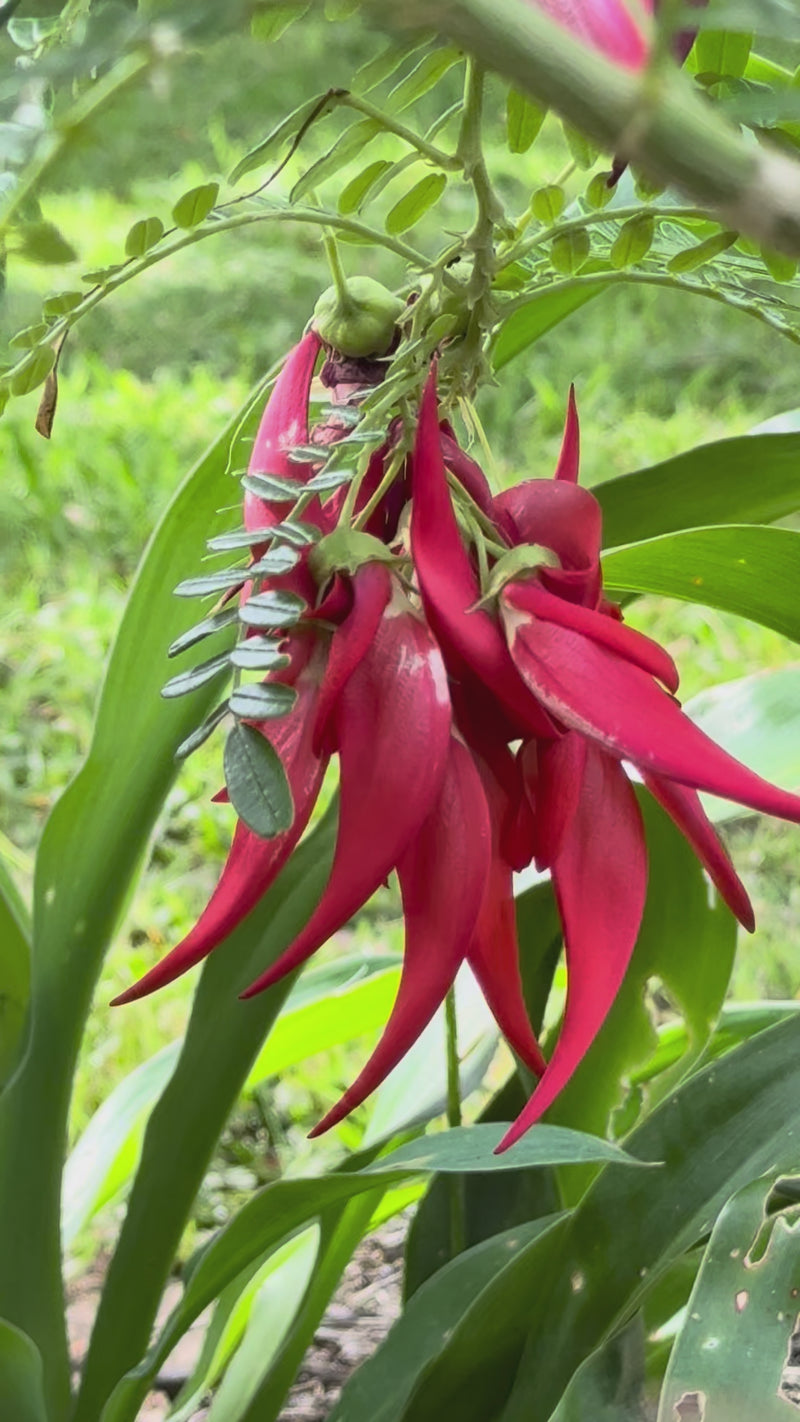 Kakabeak growing in the New Zealand bush