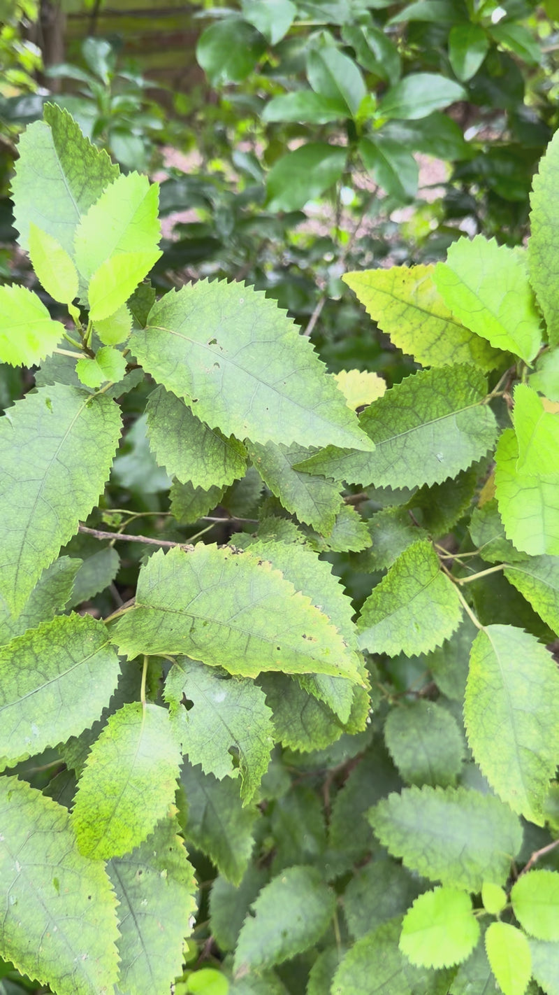 Lacebark growing in the New Zealand bush