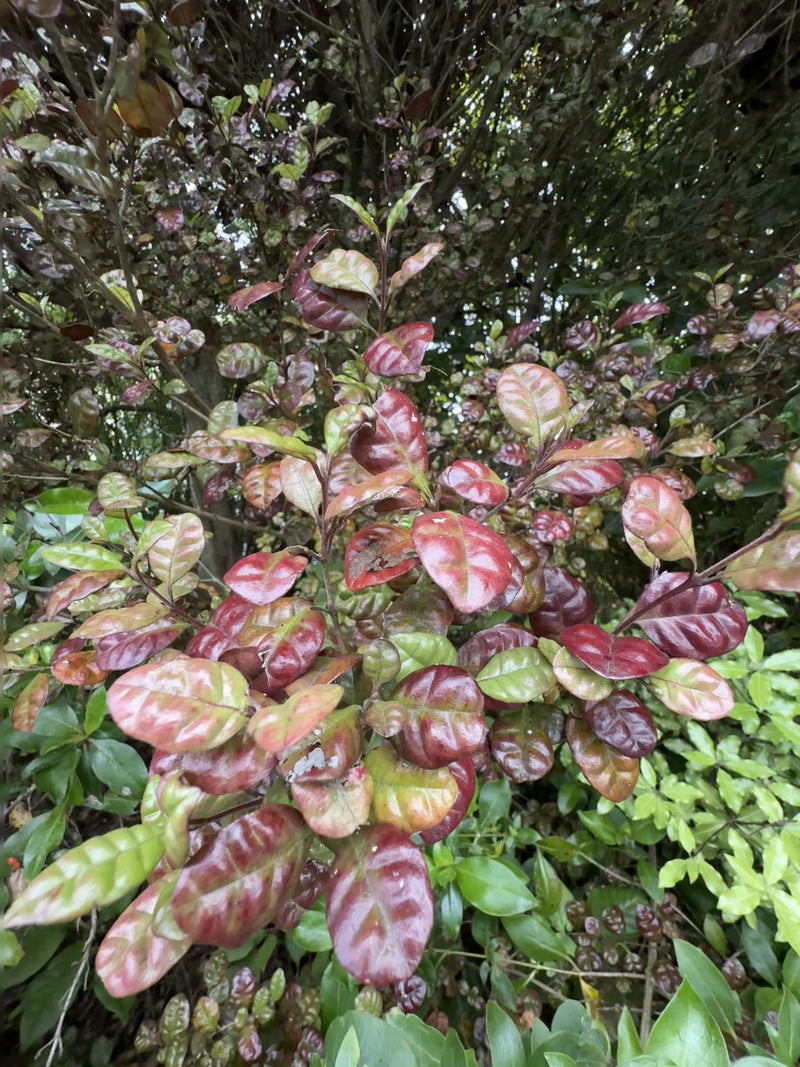 Ramarama growing in the New Zealand bush