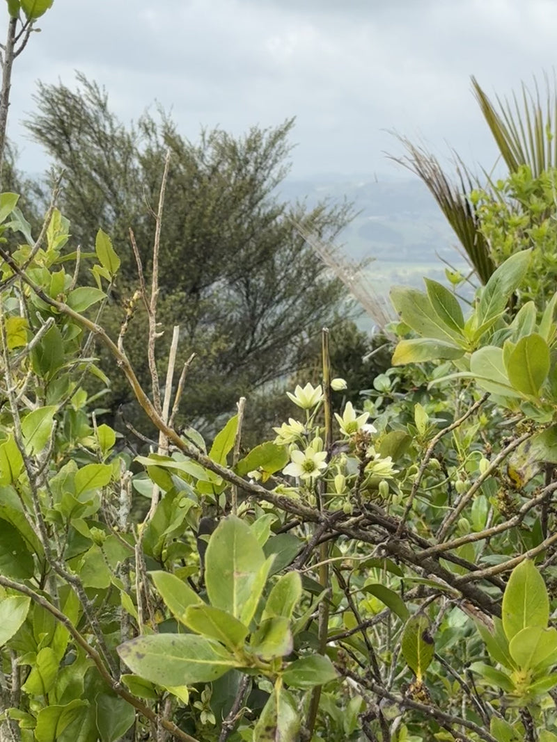 Clematis growing in the New Zealand bush