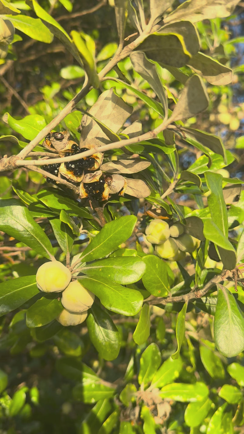 Karo growing in the New Zealand bush