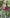 Karo growing in the New Zealand bush