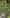 Totara growing in the New Zealand bush