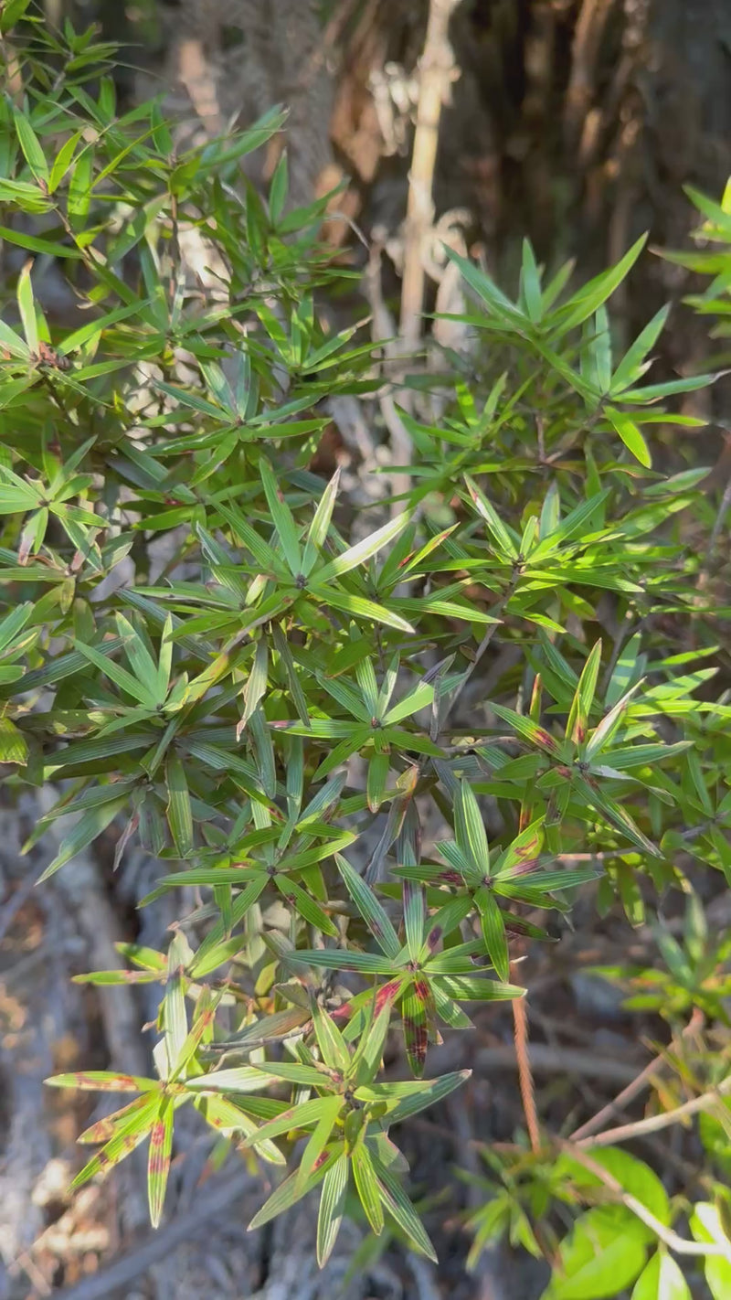 Totara growing in the New Zealand bush