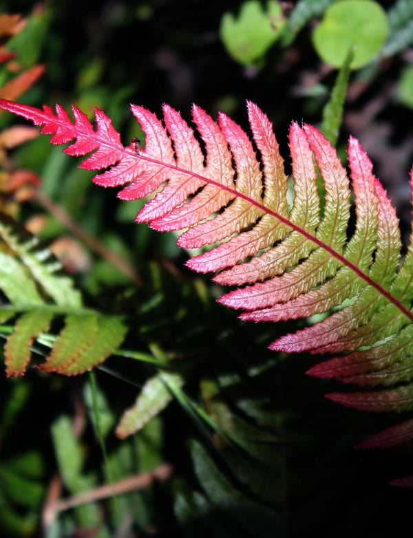 No 38 Rasp Fern