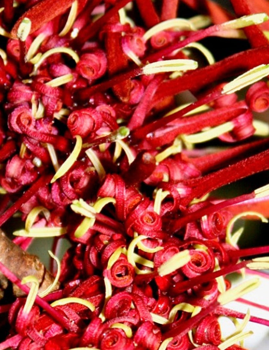 No 33 Rewarewa