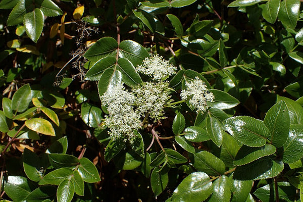 Native Angelica (Scandia rosifolia), in flower, a New Zealand native plant