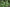 Tree Nettle (Urtica ferox), foliage, a New Zealand native plant