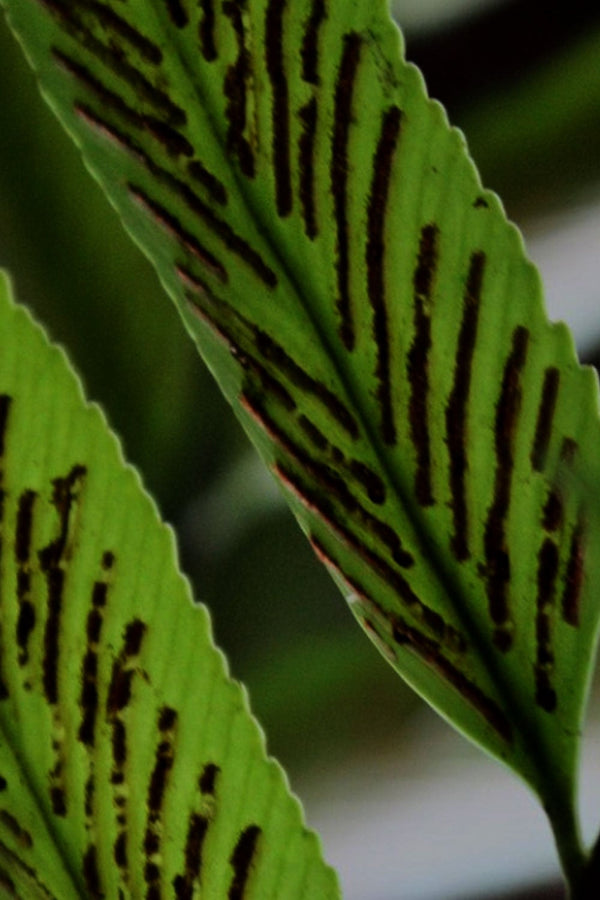 No 72 Shining Spleenwort