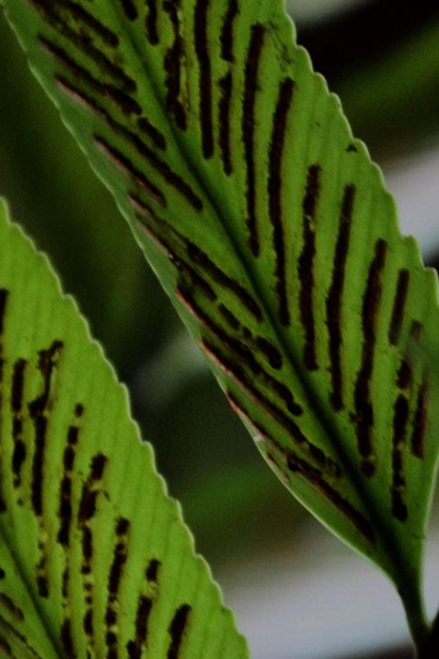 No 72 Shining Spleenwort