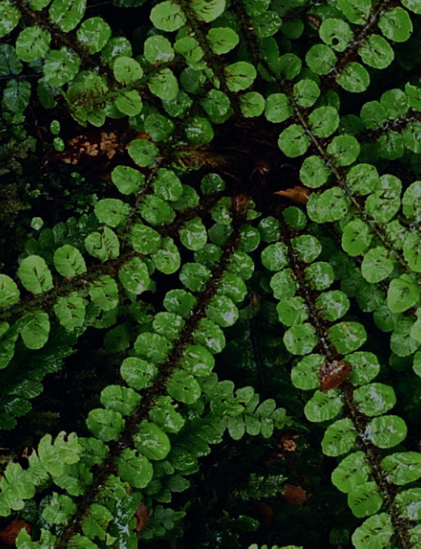 No 42 Star Fern