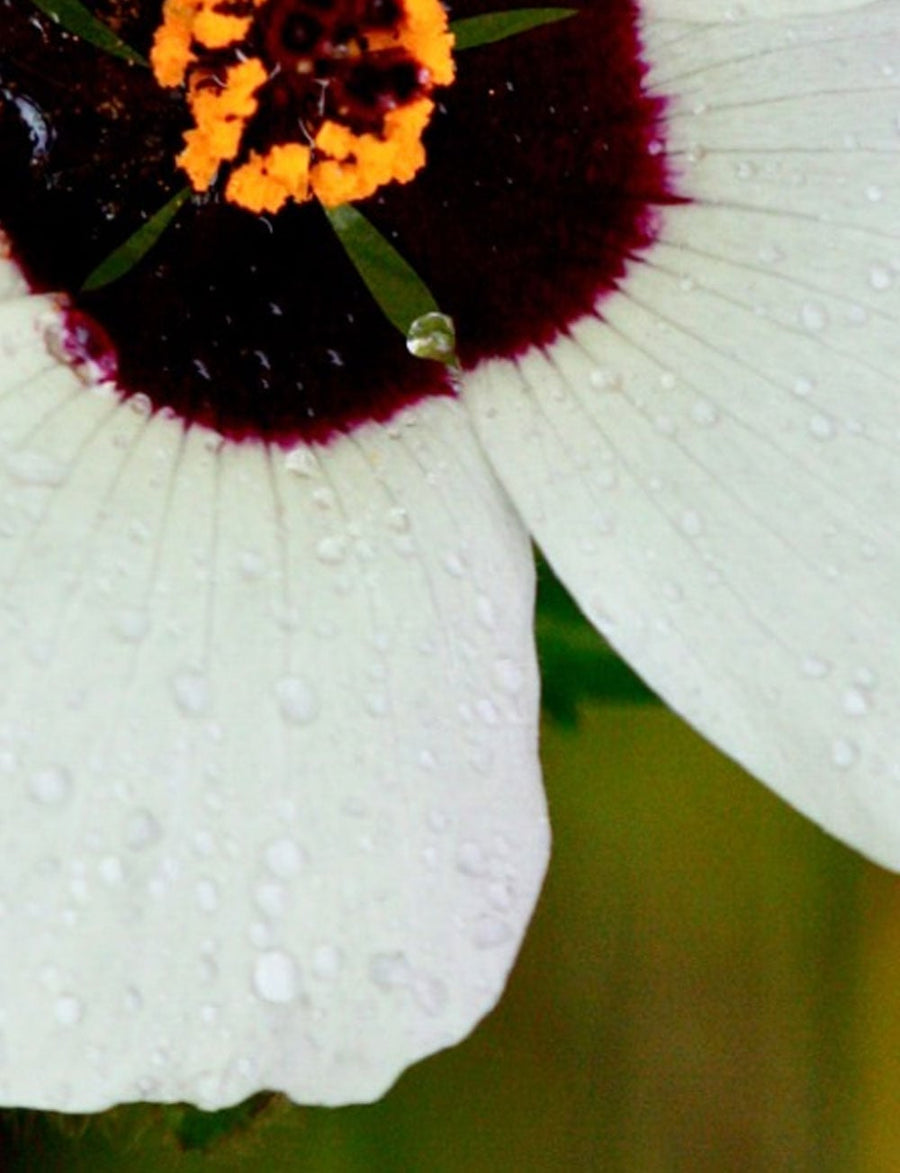 No 10 Starry Hibiscus