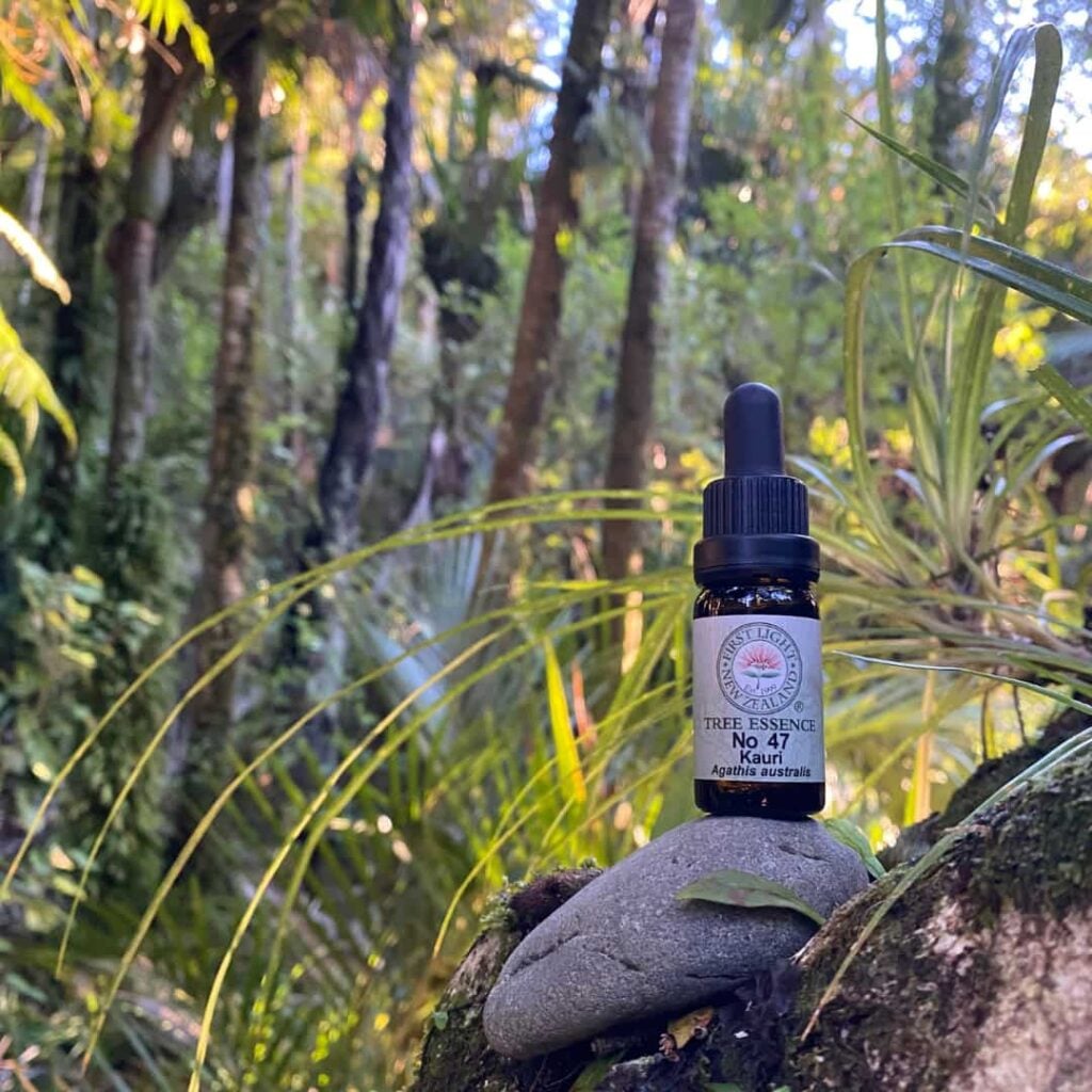 Single Kauri Tree Essence