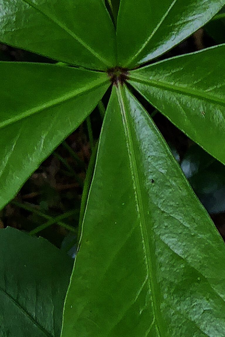 No 54 Houpara First Light Flower Essences of New Zealand