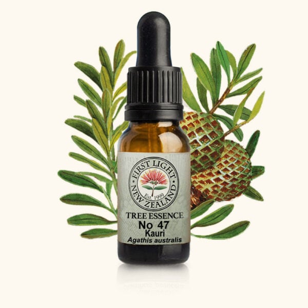 No 47 Kauri