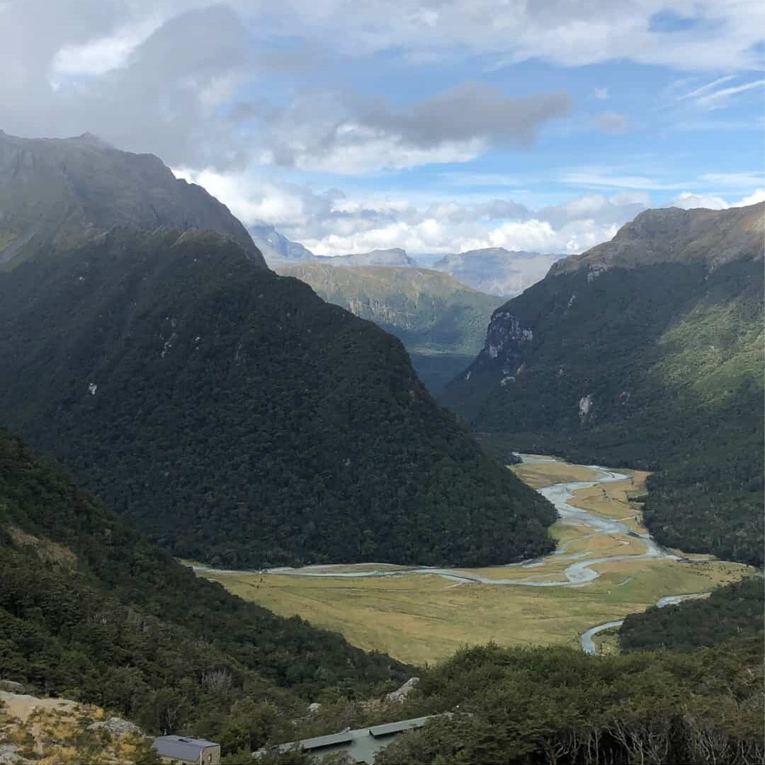 What Are Native New Zealand Flower Essences — And How Are They Different from Bach Remedies?
